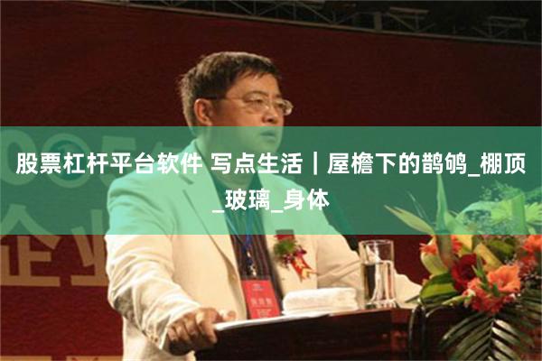 股票杠杆平台软件 写点生活｜屋檐下的鹊鸲_棚顶_玻璃_身体